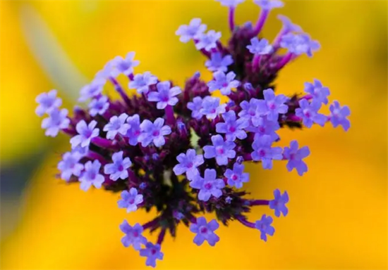 老祖宗留下的九补