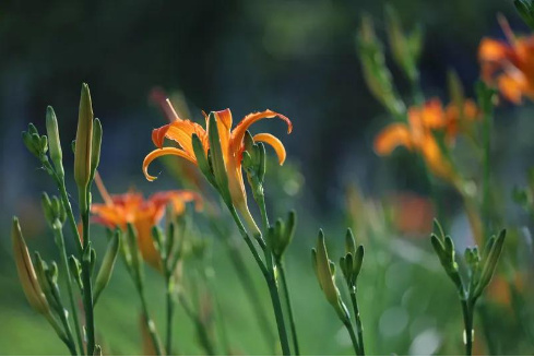 【早听】愿你精致到老，眼里全是微笑