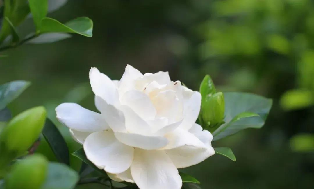 庭院种什么树最吉利 ？